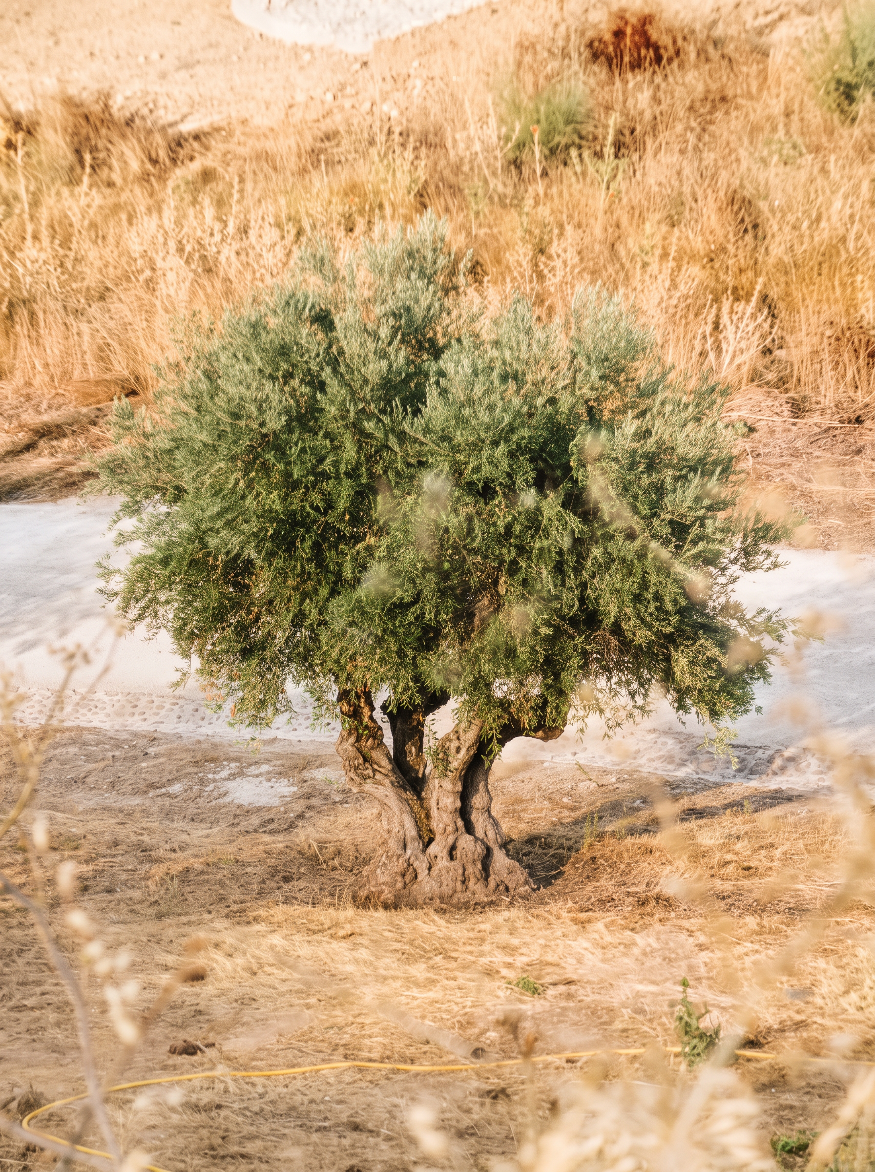 An ancient olive tree with intertwined branches, symbolising family lineage